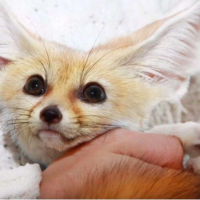 動物,犬,猫,しつけ,飼い方,育て方,病気,健康