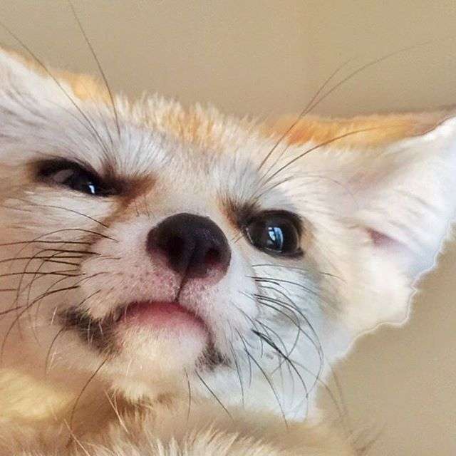 動物,犬,猫,しつけ,飼い方,育て方,病気,健康