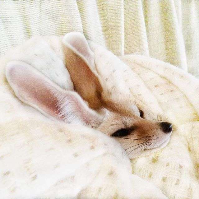 動物,犬,猫,しつけ,飼い方,育て方,病気,健康