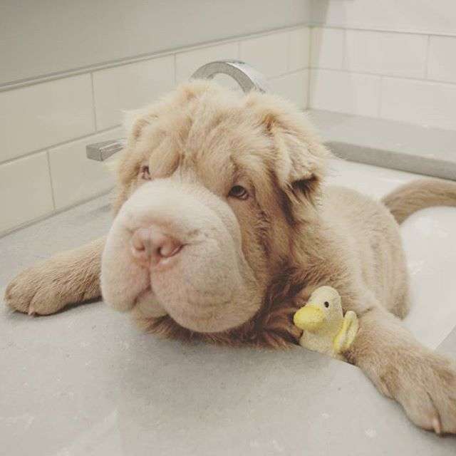 動物,犬,猫,しつけ,飼い方,育て方,病気,健康