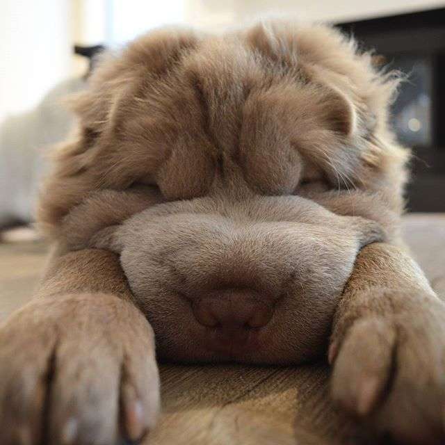 動物,犬,猫,しつけ,飼い方,育て方,病気,健康