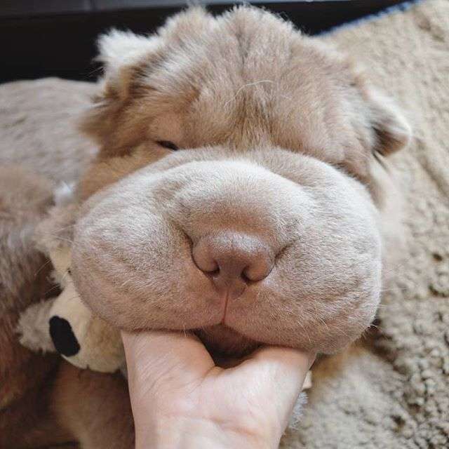 動物,犬,猫,しつけ,飼い方,育て方,病気,健康