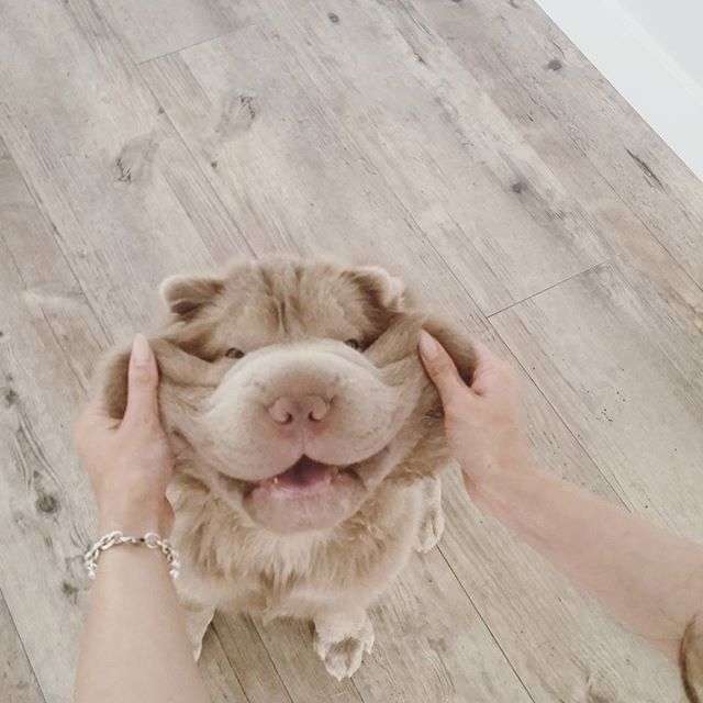 動物,犬,猫,しつけ,飼い方,育て方,病気,健康