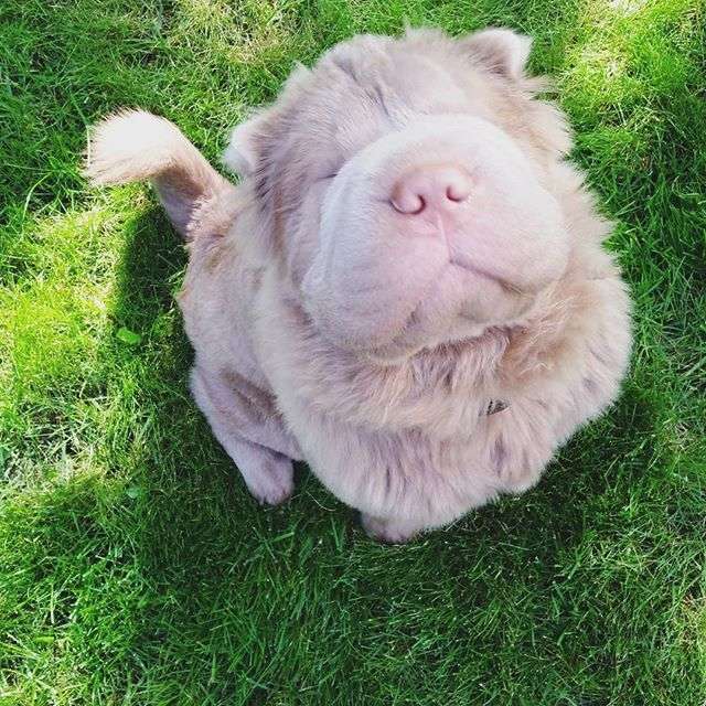 動物,犬,猫,しつけ,飼い方,育て方,病気,健康