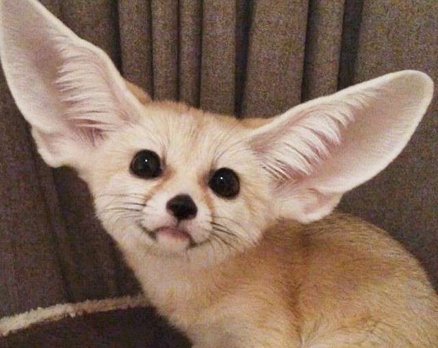 動物,犬,猫,しつけ,飼い方,育て方,病気,健康