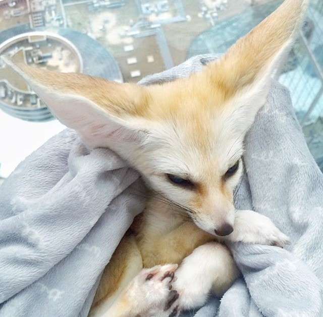 動物,犬,猫,しつけ,飼い方,育て方,病気,健康