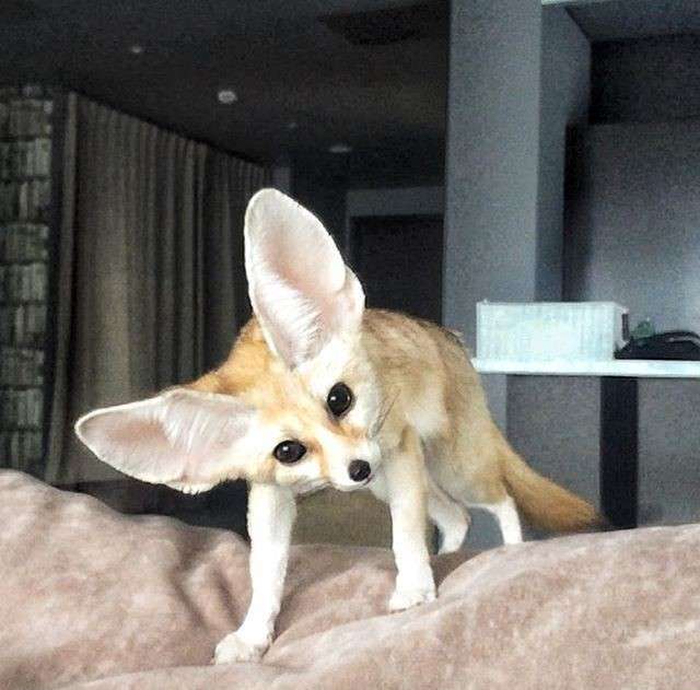 動物,犬,猫,しつけ,飼い方,育て方,病気,健康