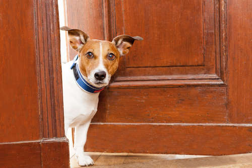 動物,犬,猫,しつけ,飼い方,育て方,病気,健康