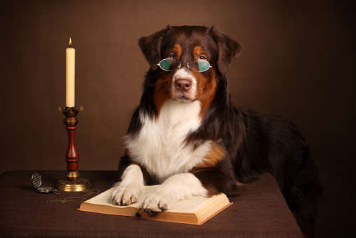 動物,犬,猫,しつけ,飼い方,育て方,病気,健康
