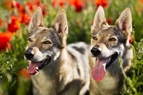 動物,犬,猫,しつけ,飼い方,育て方,病気,健康