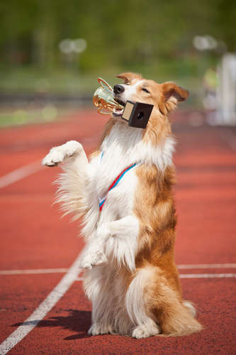 動物,犬,猫,しつけ,飼い方,育て方,病気,健康
