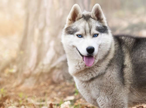 動物,犬,猫,しつけ,飼い方,育て方,病気,健康