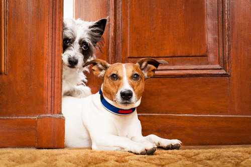 動物,犬,猫,しつけ,飼い方,育て方,病気,健康