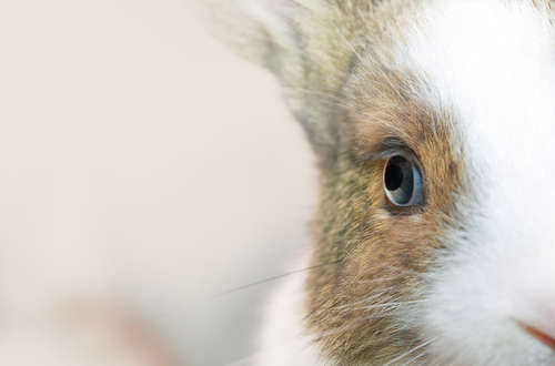 動物,犬,猫,しつけ,飼い方,育て方,病気,健康
