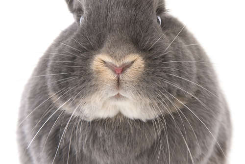 動物,犬,猫,しつけ,飼い方,育て方,病気,健康