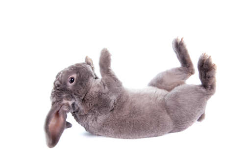 動物,犬,猫,しつけ,飼い方,育て方,病気,健康