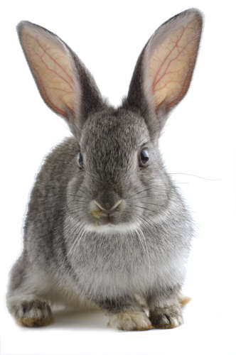 動物,犬,猫,しつけ,飼い方,育て方,病気,健康