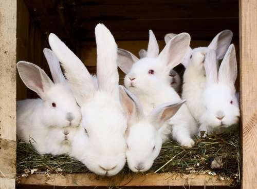 動物,犬,猫,しつけ,飼い方,育て方,病気,健康