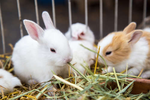 動物,犬,猫,しつけ,飼い方,育て方,病気,健康