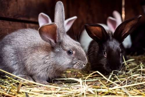 動物,犬,猫,しつけ,飼い方,育て方,病気,健康