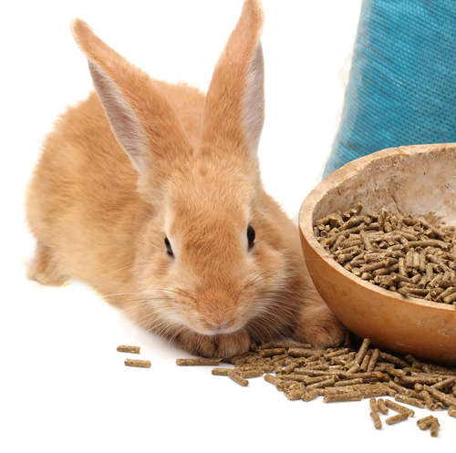 動物,犬,猫,しつけ,飼い方,育て方,病気,健康