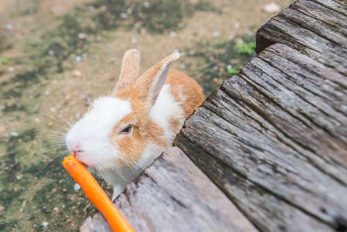 動物,犬,猫,しつけ,飼い方,育て方,病気,健康