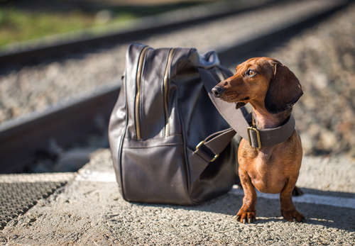 動物,犬,猫,しつけ,飼い方,育て方,病気,健康