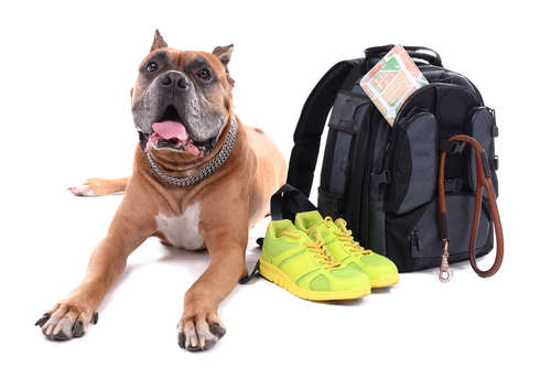 動物,犬,猫,しつけ,飼い方,育て方,病気,健康