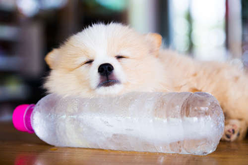 動物,犬,猫,しつけ,飼い方,育て方,病気,健康