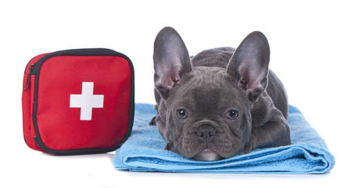 動物,犬,猫,しつけ,飼い方,育て方,病気,健康