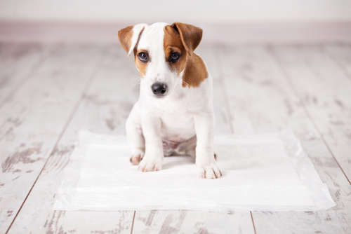 動物,犬,猫,しつけ,飼い方,育て方,病気,健康