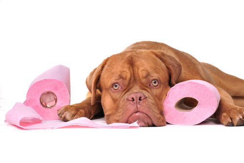 動物,犬,猫,しつけ,飼い方,育て方,病気,健康