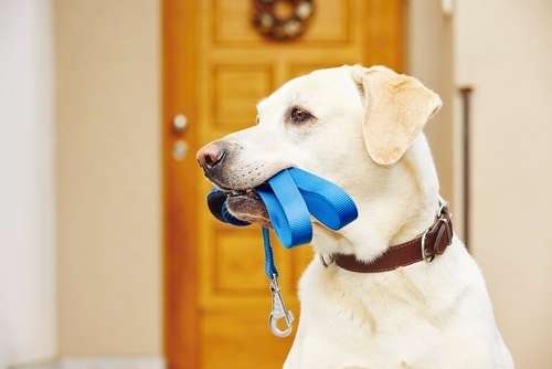 動物,犬,猫,しつけ,飼い方,育て方,病気,健康