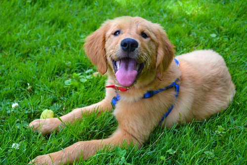動物,犬,猫,しつけ,飼い方,育て方,病気,健康