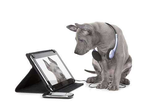 動物,犬,猫,しつけ,飼い方,育て方,病気,健康