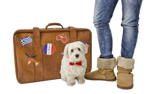 動物,犬,猫,しつけ,飼い方,育て方,病気,健康