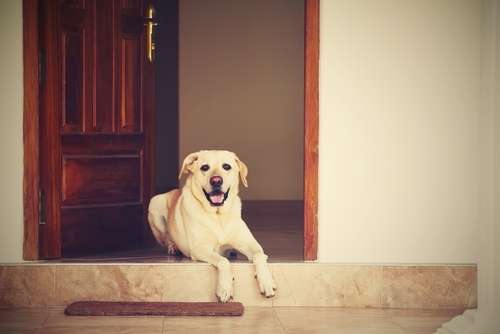 動物,犬,猫,しつけ,飼い方,育て方,病気,健康