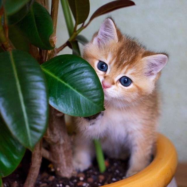 動物,犬,猫,しつけ,飼い方,育て方,病気,健康