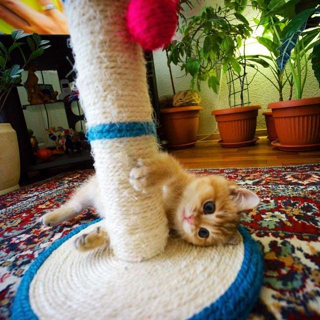 動物,犬,猫,しつけ,飼い方,育て方,病気,健康
