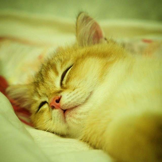 動物,犬,猫,しつけ,飼い方,育て方,病気,健康