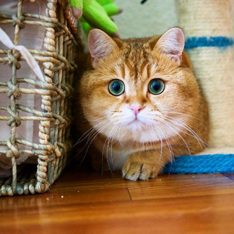 動物,犬,猫,しつけ,飼い方,育て方,病気,健康