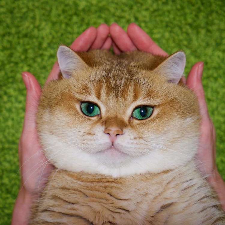 動物,犬,猫,しつけ,飼い方,育て方,病気,健康