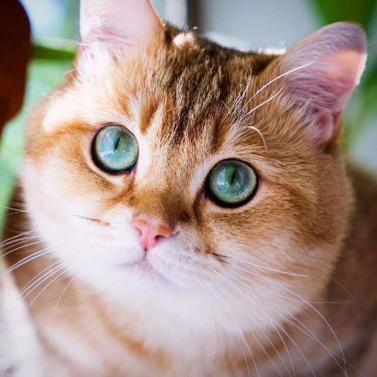 動物,犬,猫,しつけ,飼い方,育て方,病気,健康