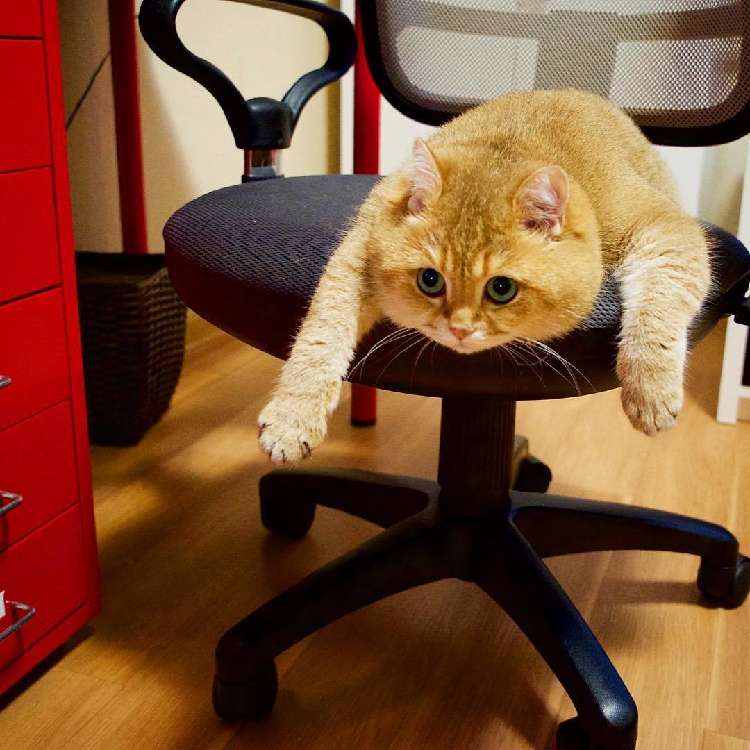 動物,犬,猫,しつけ,飼い方,育て方,病気,健康