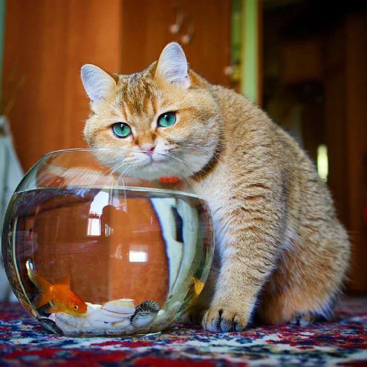 動物,犬,猫,しつけ,飼い方,育て方,病気,健康