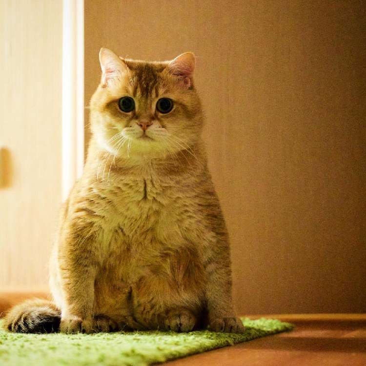 動物,犬,猫,しつけ,飼い方,育て方,病気,健康
