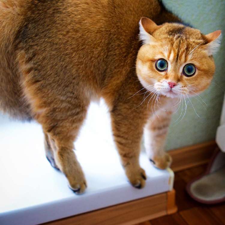 動物,犬,猫,しつけ,飼い方,育て方,病気,健康
