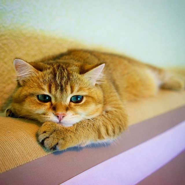 動物,犬,猫,しつけ,飼い方,育て方,病気,健康
