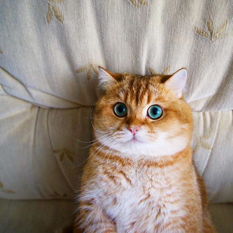 動物,犬,猫,しつけ,飼い方,育て方,病気,健康