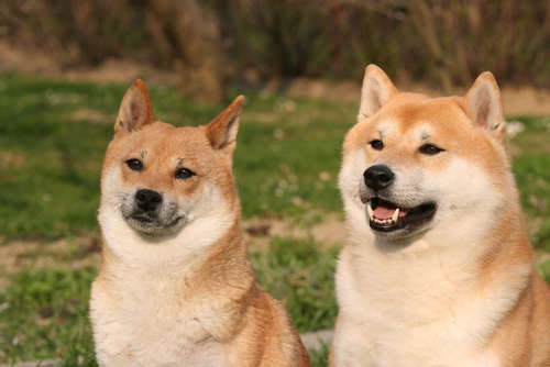 動物,犬,猫,しつけ,飼い方,育て方,病気,健康